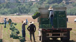 Oxnard Migrants